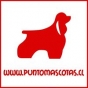Logo empresa: punto mascotas