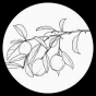 Logo empresa: tatuajes botánicos